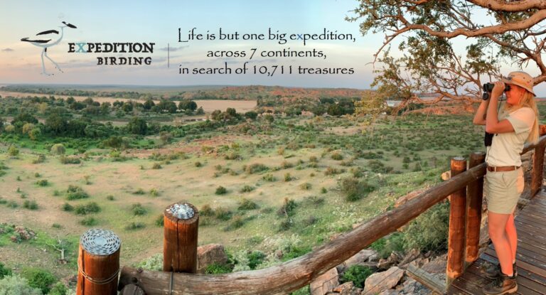 Expedition Birding Global Birding and Wildlife Tours featured photo 768x415