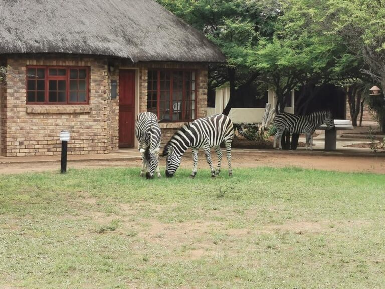 Leopard Song Game Lodge featured photo 768x576