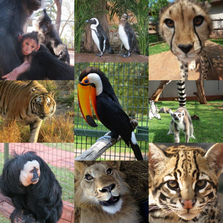 Mystic Monkeys and Feathers Featured photo 768x768