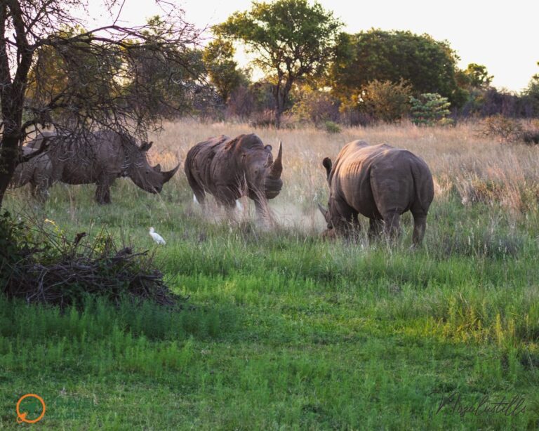Travel Diaries Kwalata Game Lodge 10 WhatsApp Image 2020 12 13 at 9.30.21 AM 768x614