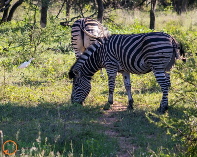 Travel Diaries Kwalata Game Lodge 12 WhatsApp Image 2020 12 13 at 9.30.22 AM 768x614
