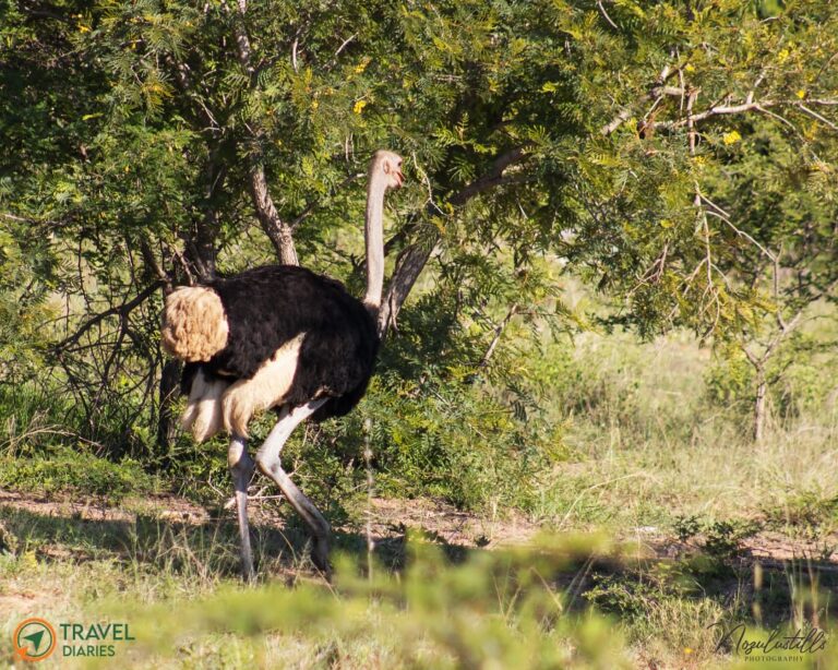Travel Diaries Kwalata Game Lodge 14 WhatsApp Image 2020 12 13 at 9.30.23 AM 768x614