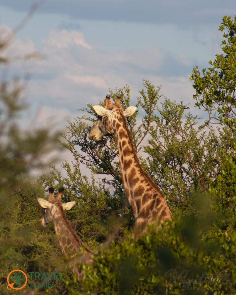 Travel Diaries Kwalata Game Lodge 16 WhatsApp Image 2020 12 13 at 9.30.23 AM 768x960