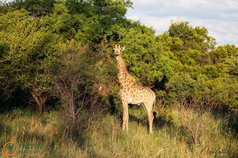 Travel Diaries Kwalata Game Lodge 17 WhatsApp Image 2020 12 13 at 9.30.24 AM 768x512