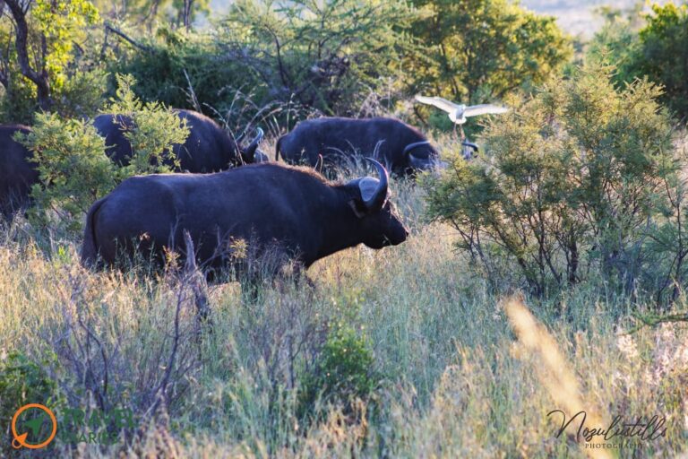 Travel Diaries Kwalata Game Lodge 2 WhatsApp Image 2020 12 13 at 9.30.18 AM 2 768x512