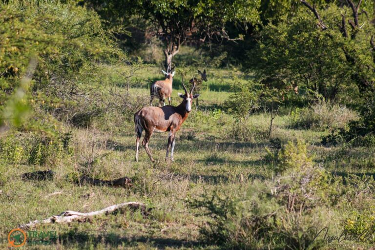 Travel Diaries Kwalata Game Lodge 4 WhatsApp Image 2020 12 13 at 9.30.18 AM 768x512