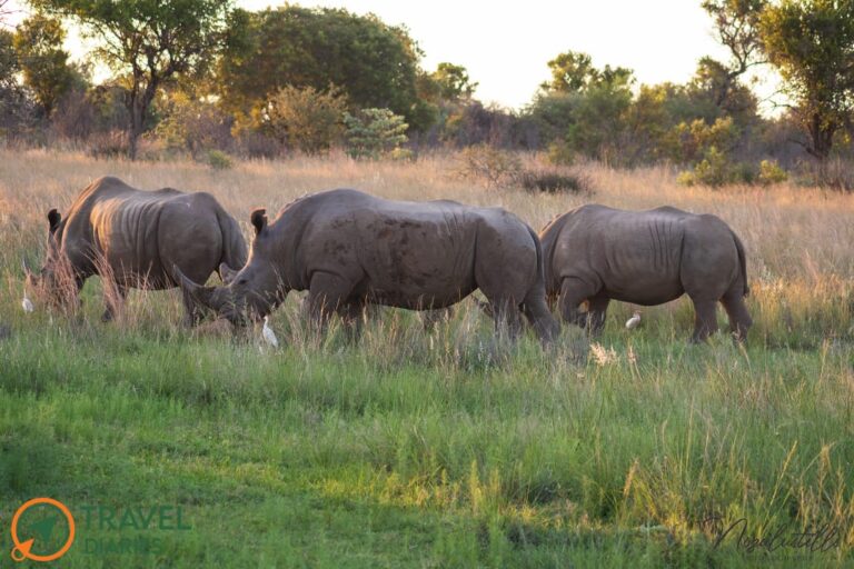 Travel Diaries Kwalata Game Lodge 6 WhatsApp Image 2020 12 13 at 9.30.19 AM 768x512
