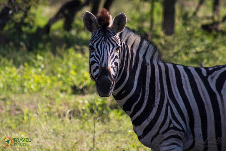 Travel Diaries Kwalata Game Lodge 7 WhatsApp Image 2020 12 13 at 9.30.20 AM 768x512