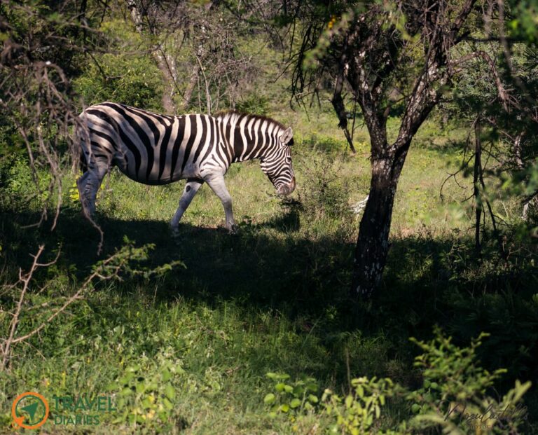 Travel Diaries Kwalata Game Lodge 8 WhatsApp Image 2020 12 13 at 9.30.20 AM 768x621