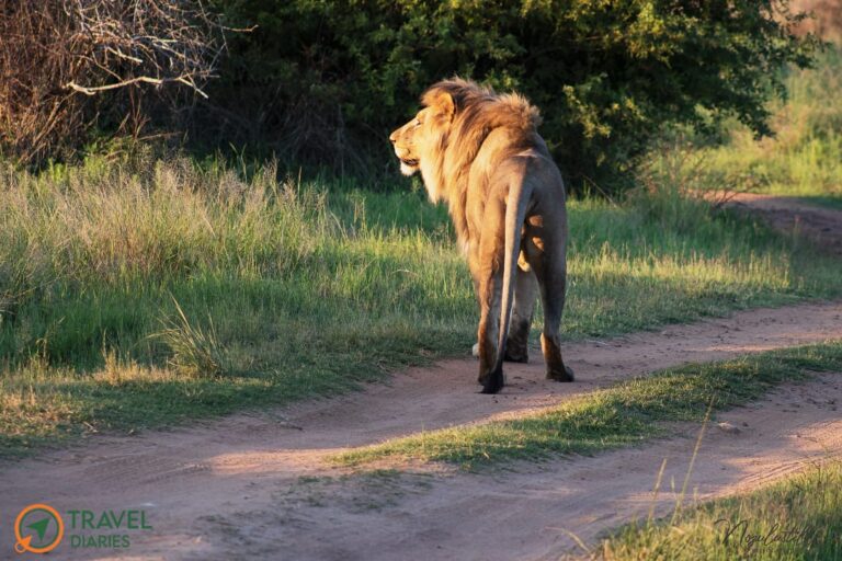 Travel Diaries Kwalata Game Lodge 9 WhatsApp Image 2020 12 13 at 9.30.20 AM 768x512